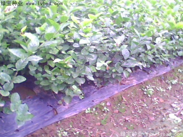 茉莉花<a href='http://www.wuzhouwash.com/' target='_blank'>種子</a>