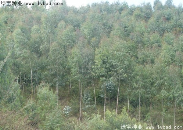 <a href='http://www.wuzhouwash.com/linmuzhongzi/2259.html' target='_blank'>桉樹種子</a>