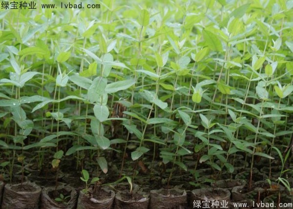 桉樹<a href='http://www.wuzhouwash.com/' target='_blank'>種子</a>