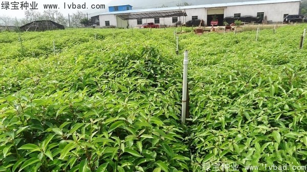 <a href='http://www.wuzhouwash.com/linmuzhongzi/2259.html' target='_blank'>桉樹種子</a>