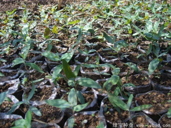 <a href='http://www.wuzhouwash.com/linmuzhongzi/2259.html' target='_blank'>桉樹</a><a href='http://www.wuzhouwash.com/' target='_blank'>種子</a>