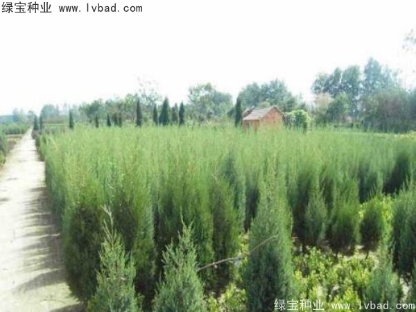 柏木<a href='http://www.wuzhouwash.com/' target='_blank'>種子</a>