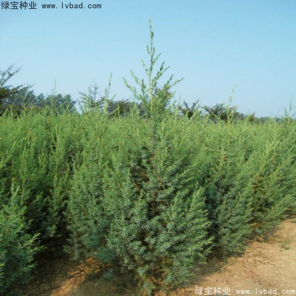 <a href='http://www.wuzhouwash.com/linmuzhongzi/2260.html' target='_blank'>柏木種子</a>