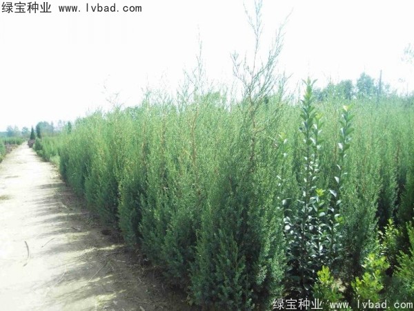 <a href='http://www.wuzhouwash.com/linmuzhongzi/2260.html' target='_blank'>柏木種子</a>