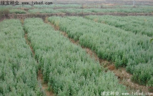 <a href='http://www.wuzhouwash.com/linmuzhongzi/2260.html' target='_blank'>柏木種子</a>