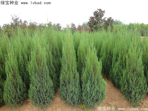 柏木<a href='http://www.wuzhouwash.com/' target='_blank'>種子</a>