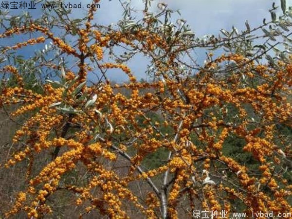 <a href='http://www.wuzhouwash.com/linmuzhongzi/2261.html' target='_blank'>刺柳種子</a>