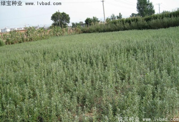 刺柳<a href='http://www.wuzhouwash.com/' target='_blank'>種子</a>