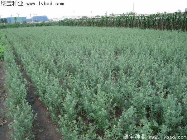 <a href='http://www.wuzhouwash.com/linmuzhongzi/2261.html' target='_blank'>刺柳種子</a>