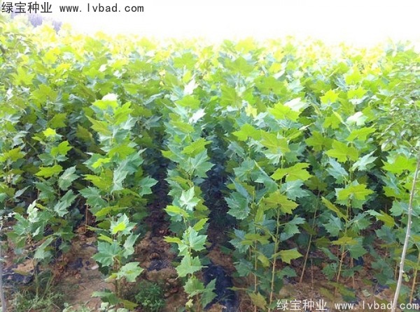 <a href='http://www.wuzhouwash.com/linmuzhongzi/2262.html' target='_blank'>法桐種子</a>