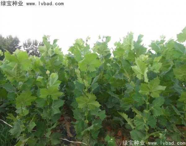 <a href='http://www.wuzhouwash.com/linmuzhongzi/2262.html' target='_blank'>法桐種子</a>