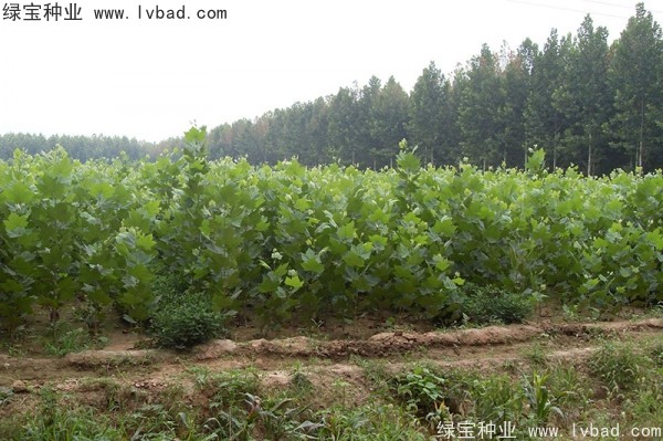 <a href='http://www.wuzhouwash.com/linmuzhongzi/2262.html' target='_blank'>法桐</a>
