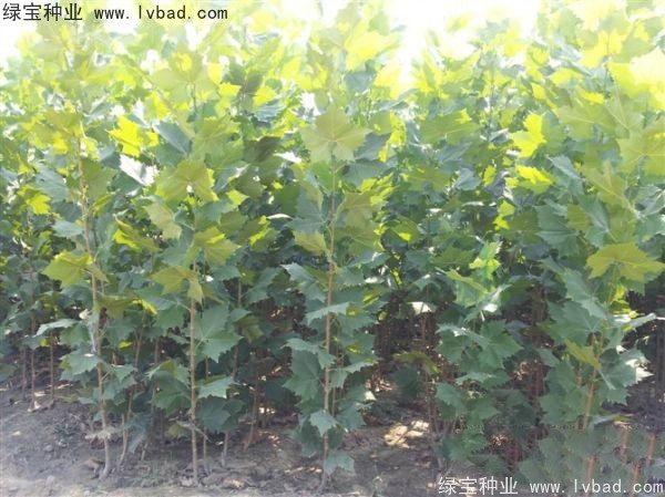 法桐<a href='http://www.wuzhouwash.com/' target='_blank'>種子</a>
