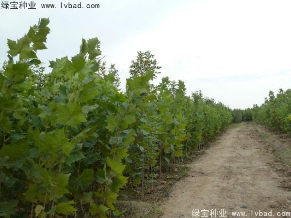 法桐<a href='http://www.wuzhouwash.com/' target='_blank'>種子</a>