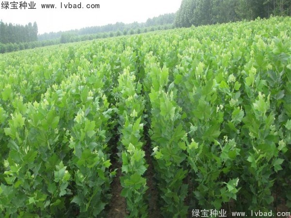 <a href='http://www.wuzhouwash.com/linmuzhongzi/2262.html' target='_blank'>法桐種子</a>