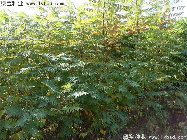 <a href='http://www.wuzhouwash.com/linmuzhongzi/2263.html' target='_blank'>火炬種子</a>
