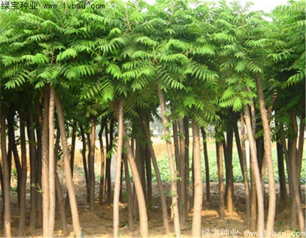 <a href='http://www.wuzhouwash.com/linmuzhongzi/2263.html' target='_blank'>火炬種子</a>