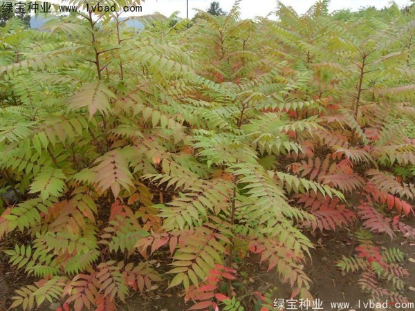 火炬<a href='http://www.wuzhouwash.com/' target='_blank'>種子</a>