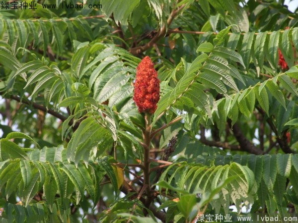 火炬<a href='http://www.wuzhouwash.com/' target='_blank'>種子</a>