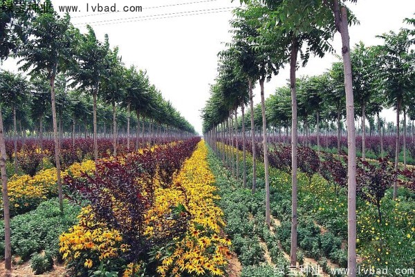 <a href='http://www.wuzhouwash.com/linmuzhongzi/2263.html' target='_blank'>火炬種子</a>