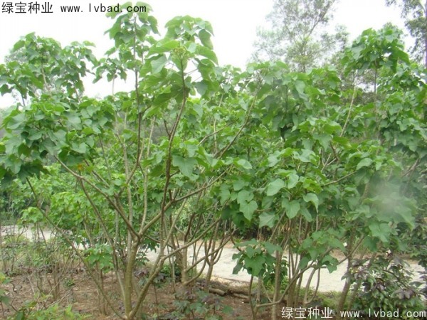 <a href='http://www.wuzhouwash.com/linmuzhongzi/2264.html' target='_blank'>麻瘋樹種子</a>