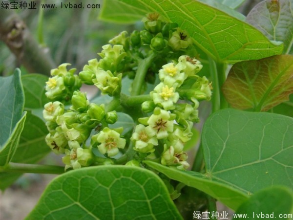 麻瘋樹<a href='http://www.wuzhouwash.com/' target='_blank'>種子</a>