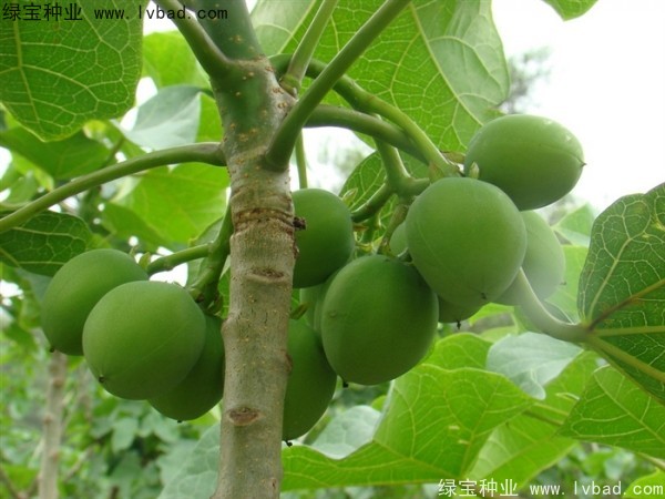 <a href='http://www.wuzhouwash.com/linmuzhongzi/2264.html' target='_blank'>麻瘋樹種子</a>
