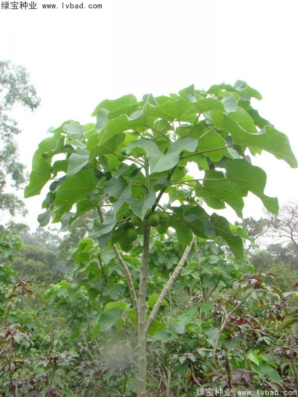 <a href='http://www.wuzhouwash.com/linmuzhongzi/2264.html' target='_blank'>麻瘋樹種子</a>