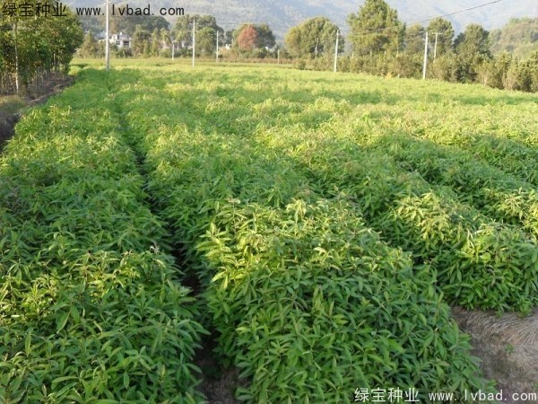 <a href='http://www.wuzhouwash.com/linmuzhongzi/2265.html' target='_blank'>木荷</a><a href='http://www.wuzhouwash.com/' target='_blank'>種子</a>