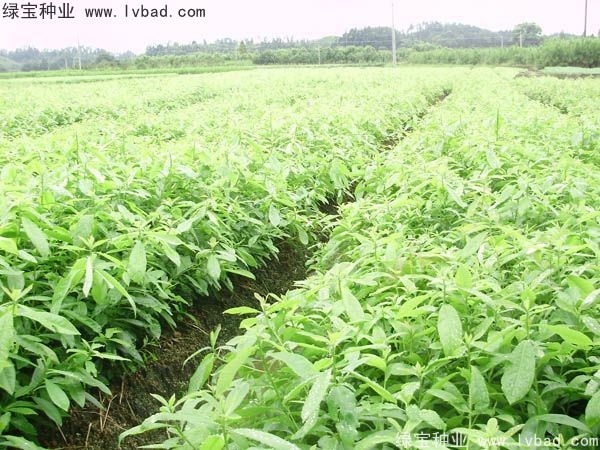 <a href='http://www.wuzhouwash.com/linmuzhongzi/2265.html' target='_blank'>木荷種子</a>