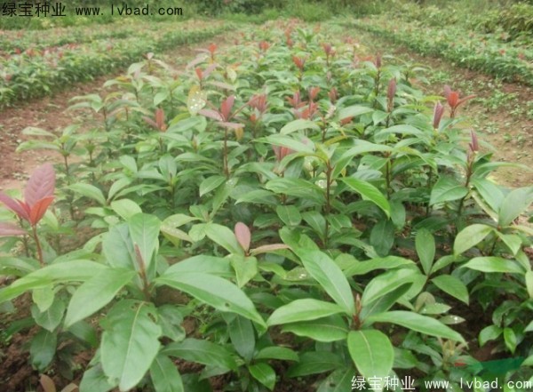 <a href='http://www.wuzhouwash.com/linmuzhongzi/2266.html' target='_blank'>楠木種子</a>