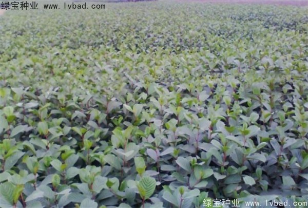 <a href='http://www.wuzhouwash.com/linmuzhongzi/2268.html' target='_blank'>榿木</a><a href='http://www.wuzhouwash.com/' target='_blank'>種子</a>