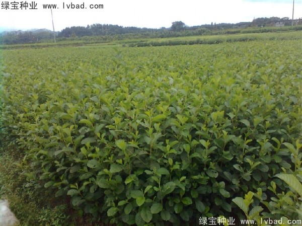 榿木<a href='http://www.wuzhouwash.com/' target='_blank'>種子</a>