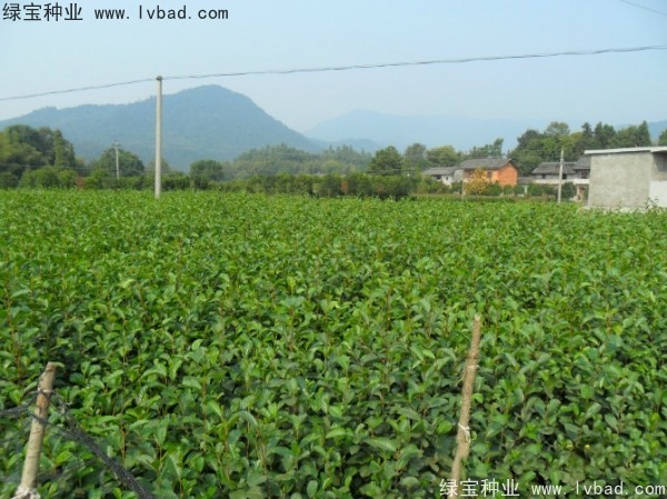 榿木<a href='http://www.wuzhouwash.com/' target='_blank'>種子</a>