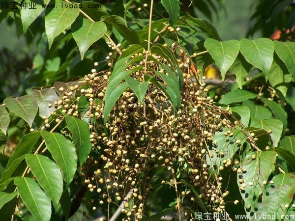 <a href='http://www.wuzhouwash.com/linmuzhongzi/2269.html' target='_blank'>漆樹</a><a href='http://www.wuzhouwash.com/' target='_blank'>種子</a>