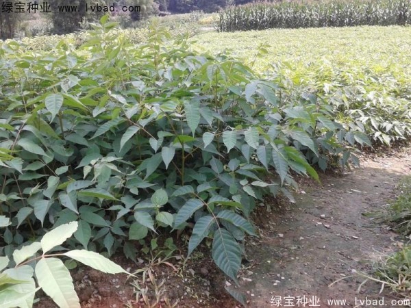<a href='http://www.wuzhouwash.com/linmuzhongzi/2269.html' target='_blank'>漆樹種子</a>