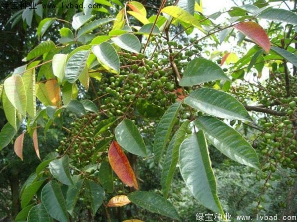 漆樹<a href='http://www.wuzhouwash.com/' target='_blank'>種子</a>