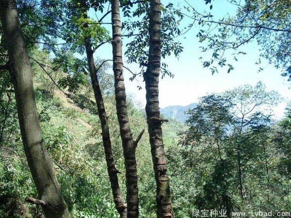 漆樹<a href='http://www.wuzhouwash.com/' target='_blank'>種子</a>