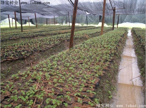 秋楓<a href='http://www.wuzhouwash.com/' target='_blank'>種子</a>