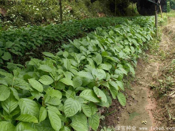 <a href='http://www.wuzhouwash.com/linmuzhongzi/2270.html' target='_blank'>秋楓種子</a>