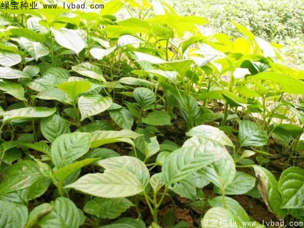 <a href='http://www.wuzhouwash.com/linmuzhongzi/2270.html' target='_blank'>秋楓種子</a>