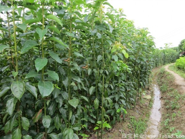 <a href='http://www.wuzhouwash.com/linmuzhongzi/2270.html' target='_blank'>秋楓</a><a href='http://www.wuzhouwash.com/' target='_blank'>種子</a>