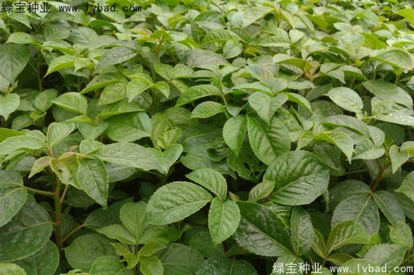 <a href='http://www.wuzhouwash.com/linmuzhongzi/2270.html' target='_blank'>秋楓種子</a>