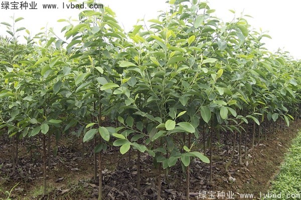 日本<a href='http://www.wuzhouwash.com/linmuzhongzi/1703.html' target='_blank'>厚樸種子</a>