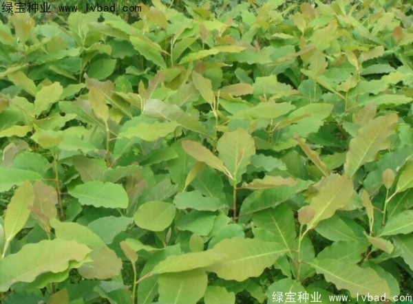 <a href='http://www.wuzhouwash.com/linmuzhongzi/2271.html' target='_blank'>日本厚樸種子</a>