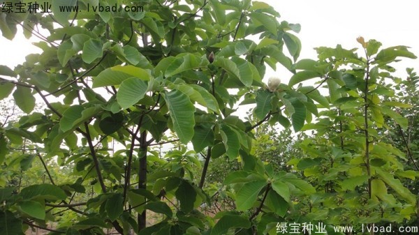 <a href='http://www.wuzhouwash.com/linmuzhongzi/2271.html' target='_blank'>日本厚樸</a><a href='http://www.wuzhouwash.com/' target='_blank'>種子</a>