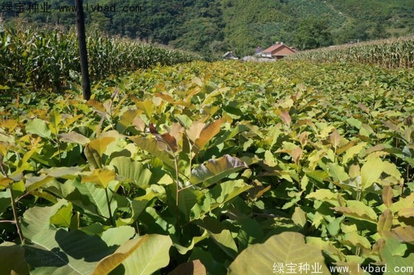 日本<a href='http://www.wuzhouwash.com/linmuzhongzi/1703.html' target='_blank'>厚樸</a><a href='http://www.wuzhouwash.com/' target='_blank'>種子</a>