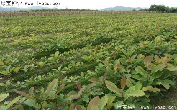 <a href='http://www.wuzhouwash.com/linmuzhongzi/2271.html' target='_blank'>日本厚樸種子</a>