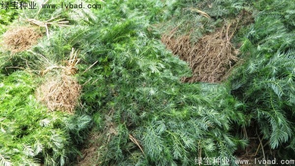 <a href='http://www.wuzhouwash.com/linmuzhongzi/2272.html' target='_blank'>三尖杉</a><a href='http://www.wuzhouwash.com/' target='_blank'>種子</a>
