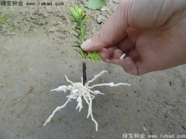 <a href='http://www.wuzhouwash.com/linmuzhongzi/2272.html' target='_blank'>三尖杉種子</a>